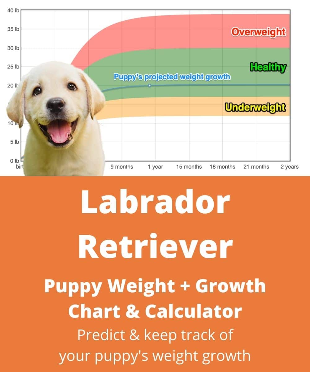 Labrador Retriever Weight Growth Chart 2022 How Heavy Will My Labrador Retriever Weigh The